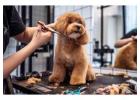 Dog Grooming in Lucknow