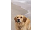 English Cream Golden Retriever :  Perfect and Loyal Companion 