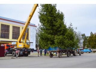 Crane Rental for Tree Removal in CA – Fast & Damage-Free Service