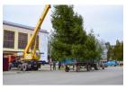 Crane Rental for Tree Removal in CA – Fast & Damage-Free Service