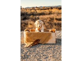 Doodle Puppies Los Angeles