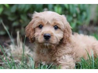 KCI Cavapoo Puppies Available for Sale
