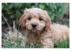 KCI Cavapoo Puppies Available for Sale