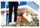 Dog Walkers in Noida