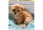 KCI Cockapoo Puppies Available for Sale