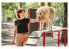 Dog Training in Surat
