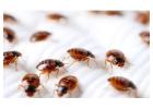 Hire The Best Team For Bedbugs Control Singapore