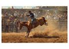Explore Thrilling Live Rodeo Experiences