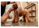 Dog Grooming in Amritsar