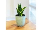 Snake Plant for Sale – Low Maintenance Indoor Plant