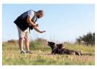 Dog Training in Chandigarh