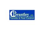 Termite Control Services