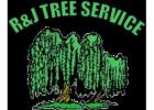Remove Unsafe Trees Today with R&J Tree Service
