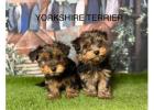 Yorkshire Terrier for Sale in Manchester From Breeders