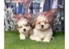 Malshi Puppies for Sale in Manchester From Licensed Breeders