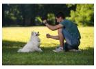 Dog Training in Amritsar