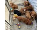 KCI Cockapoo Puppies Available for Sale