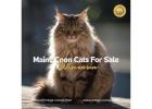 Maine Coon Cats For Sale Wisconsin : Serving Families Throughout Wisconsin