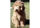 KCI Labradoodle Puppies Available for Sale