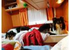 Dog Hostel in Faridabad