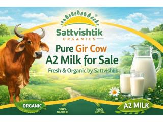 Pure Gir Cow A2 Milk for Sale – Fresh & Organic by Sattvishtik
