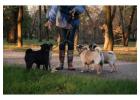 Dog Walkers in Ghaziabad