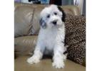 Mini Sheepadoodle Puppies for Sale Ohio at Puppies Love Paradise