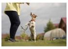 Dog Training in Bhopal