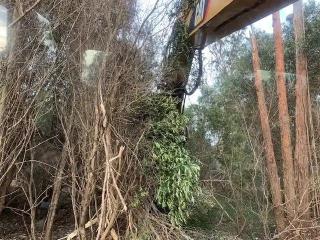 Best Tree Removal Solutions in Hawaii | Arborist Services