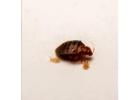 Hire Professional Bedbugs Control Singapore Services