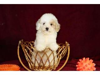 KCI Cavapoo Puppies Available for Sale