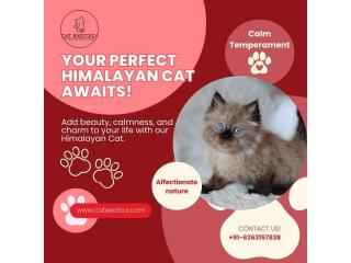 Himalayan Cat in Bangalore