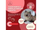 Himalayan Cat in Bangalore