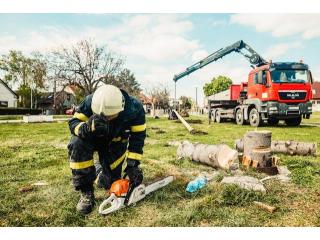 Professional Stump Grinding & Stump Removal Services in Albany, NY