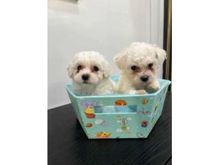 KCI Maltese Puppies Available for Sale