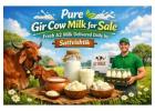 Pure Gir Cow Milk for Sale – Fresh A2 Milk Delivered Daily by Sattvishtik