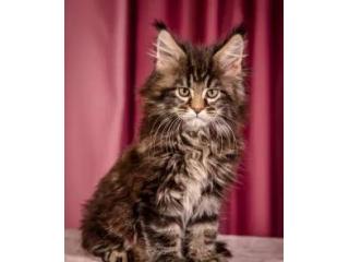 Maine Coon Kittens in Minnesota : Gentle Giants for Loving Homes