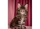 Maine Coon Kittens in Minnesota : Gentle Giants for Loving Homes