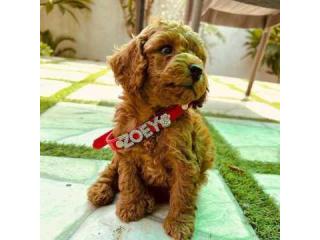 KCI Poodle Puppies Available for Sale