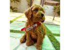 KCI Poodle Puppies Available for Sale