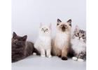 Your New Best Friend Awaits - Adorable Kittens & Cats For Sale!