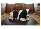 Online Buy Super Quality Cow Mat | Gravolite