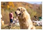 Golden Retriever Breeders Indiana: Find Your Healthy Puppy