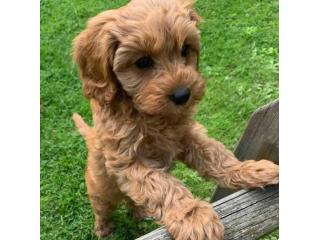 KCI Cockapoo Puppies Available for Sale