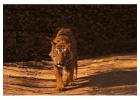 Book Oberoi Vanya Vilas Ranthambhore – Luxury Wildlife Resort