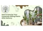 Small plants for home in Vadodara | baugbagicha