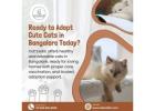 Cats in Bangalore | Cats for Sale in Bangalore