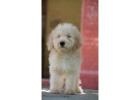 KCI Labradoodle Puppies Available for Sale