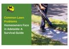 Looking for a Lawn Problems in Adelaide