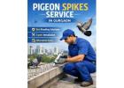 Pigeon Spikes Service in Gurgaon | Professional Bird Control Solutions by Service Mantra